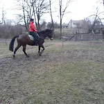 Katica - Ladybird